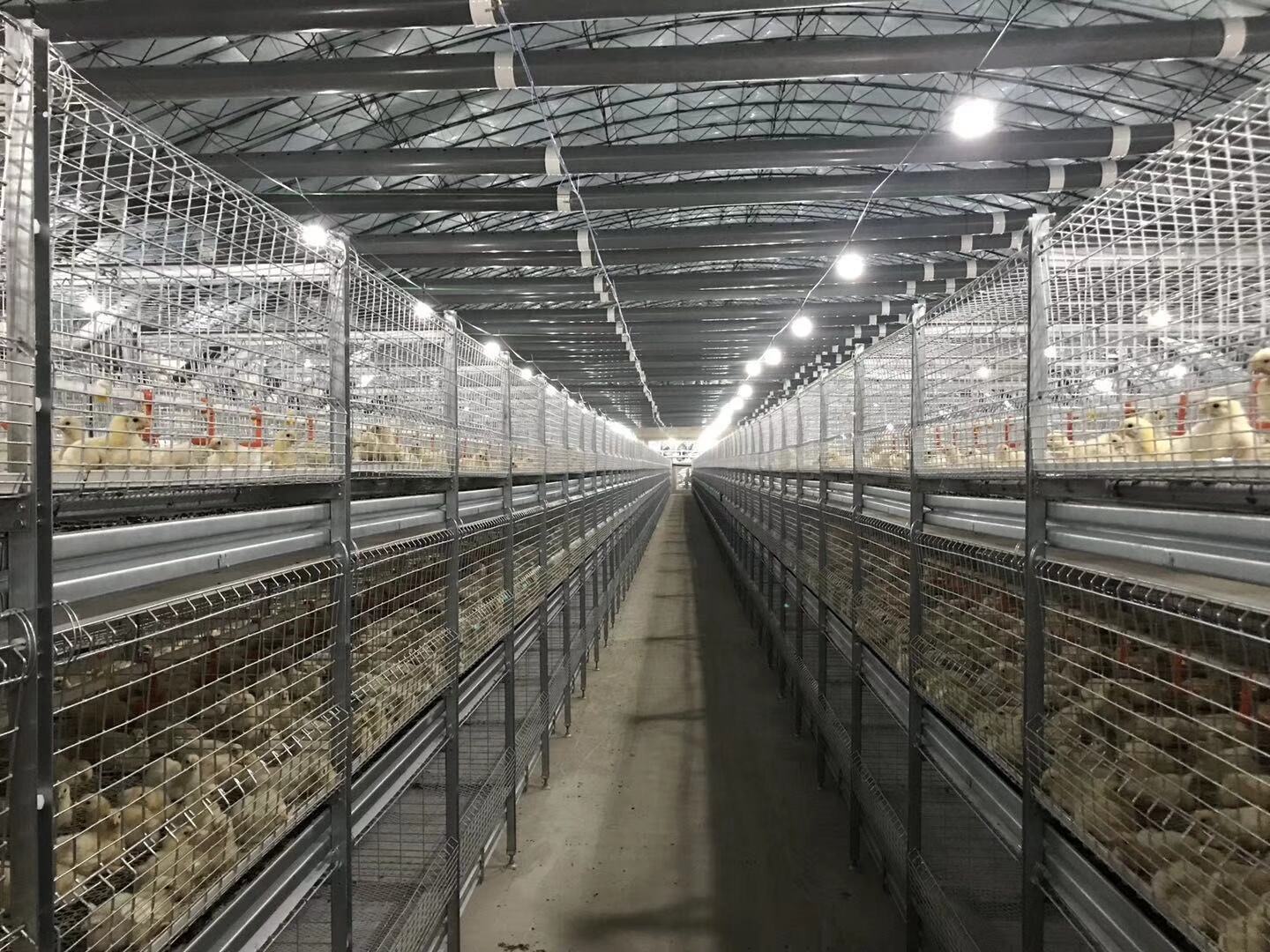 New H - Type Automatic Broiler Cage System